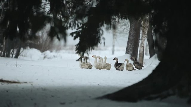 A flock of domestic geese walking outdoors in the snow In search of grass and food. Beautiful close up documentary footage of geese in forest in winter time.