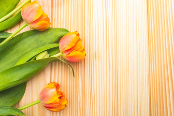 Spring romantic concept. Gentle tulip on wooden background. Card, wallpaper, copy space, close up.