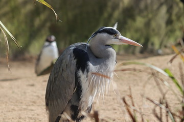 Bird at zoo