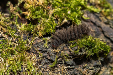 Black hairy caterpillar 