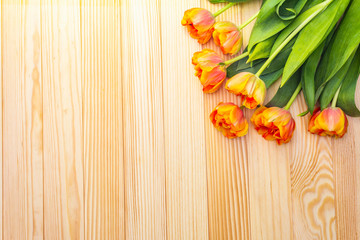 Spring romantic concept. Gentle tulip on wooden background. Card, wallpaper, copy space.