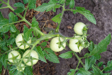 Unripe green tomatoes growing on bush in the garden.