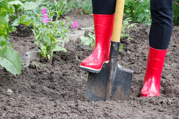 Gardener is digging soil on a bed. Female farmer digs in a garden