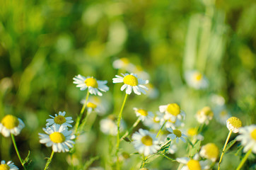 Flowering. Chamomile. Blooming chamomile field, Chamomile flowers on a meadow in summer