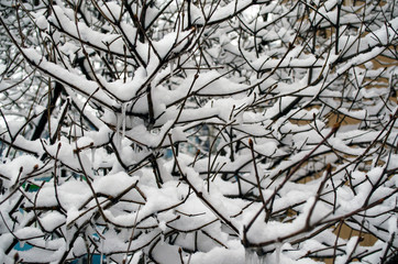 tree branches covered with snow