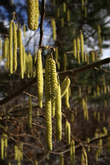 Catkin on the tree