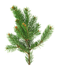 Closeup of fir branch isolated on a white background