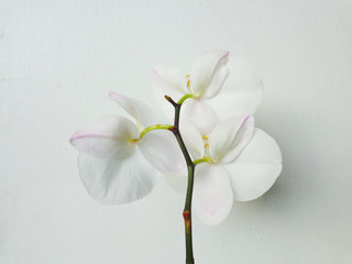 Orchid's white Leaves