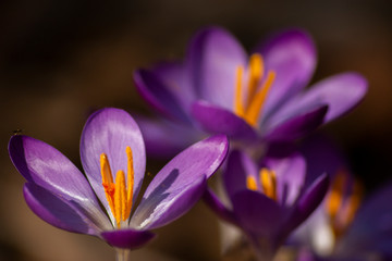 Obraz premium Crocus in bloom