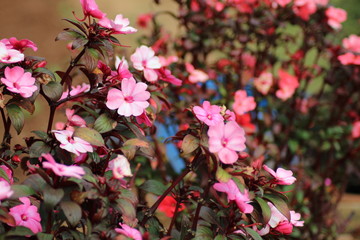 Pink Flowers