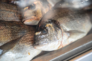 Raw fish behind a glass on display