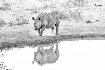 Endangered black rhino, Diceros bicornis, at a waterhole. Monochrome