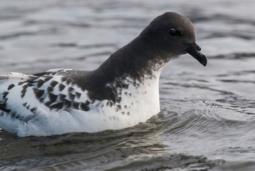 Cape Petrel, Antartic bird, Antártica