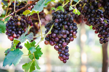 purple grapes in the farmland