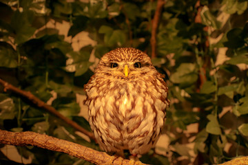 close up of a owl