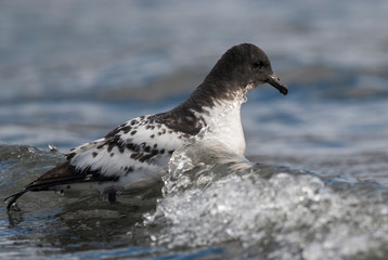 Cape Petrel, Antartic bird, Antártica