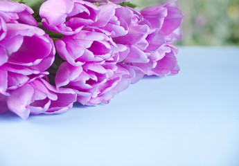Violet tulips on the blue table. Copy space.