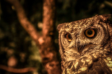 close up of a owl