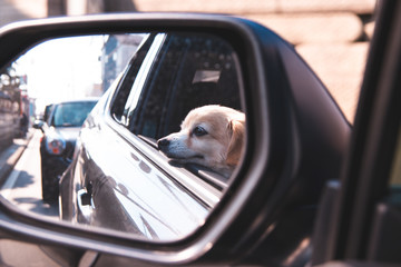 close up of a dog in the car