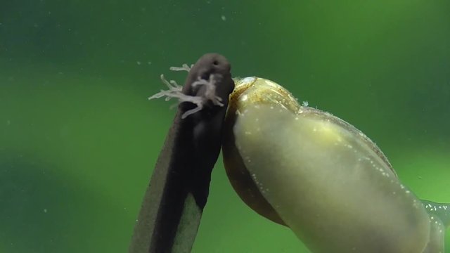 Grasfroschkaulquappe und Wasserschnecke