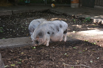 schweine 