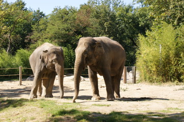 elefant zoo 