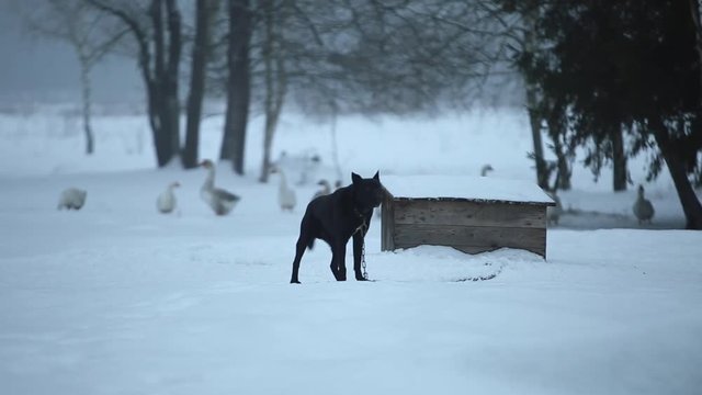 Big Black angry dog barks agains the kennel. Winter. geese in the background.