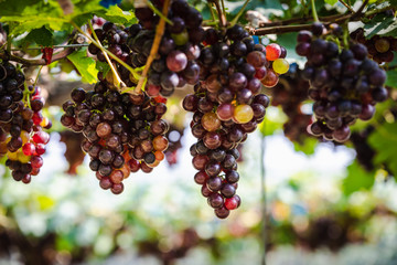 purple grapes in the farmland