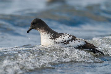 Cape Petrel, Antartic bird, Antártica