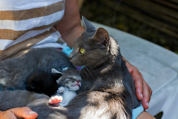 Cat with kittens in the hands of the hostess