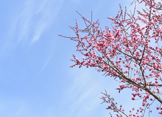 梅の花(Plum blossom)