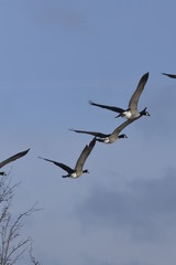 canadian geese