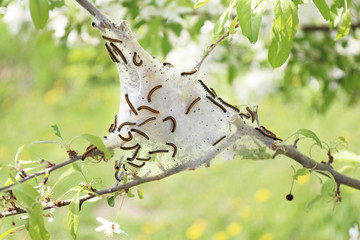 Tent Caterpillar Silk Nest in Crabapple Tree