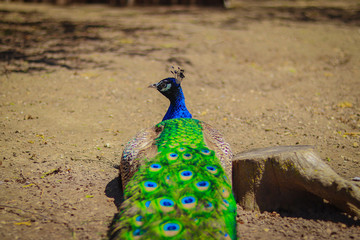 Obraz premium peacock with feathers