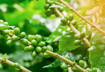 Group of green Arabica coffee berries growing on coffee tree branch