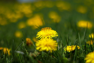 yellow dandelions on grass