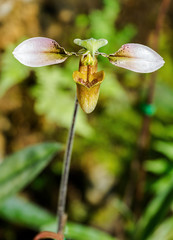Close up of lady’s slipper orchid standing in flower garden