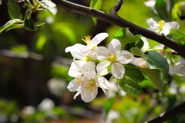 apple tree blossom