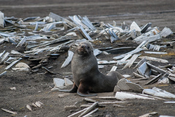 Antarctic fur seal, Deception Island ,Antartic peninsula.