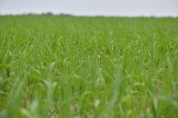 field of green grass