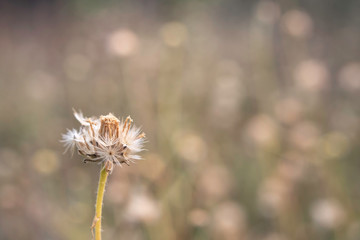 Grass flower on naturel background.