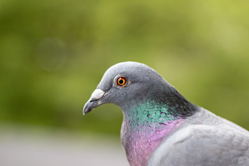 Portrait einer Taube