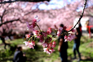 Sakura