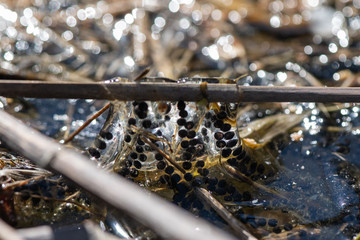 Common Toad, Eggs
