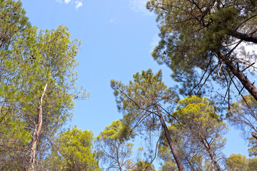 high pine trees in a blue sky in summer in Spain