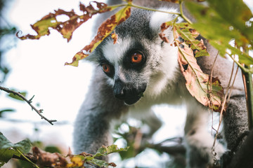 Lemur close up in the bushes