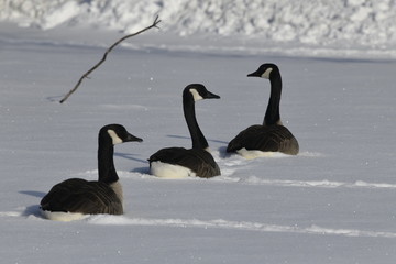 canadian geese
