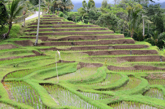 Jatiluwih rice terrace in Ubud, Bali