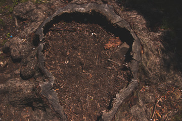 soil in the wood