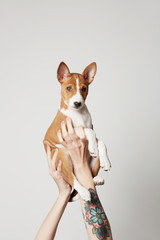 Woman with tattooed arm holds up a basenji puppy dog isolated over white.